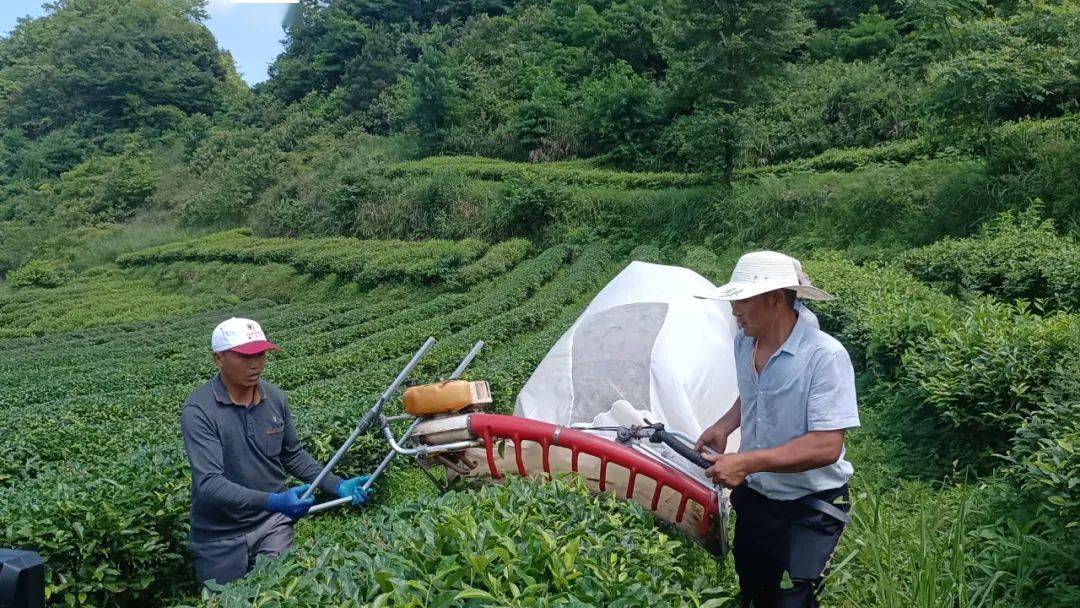 凯发K8一触即发二手机器买卖网机器设备茶叶机械化采摘分水镇：